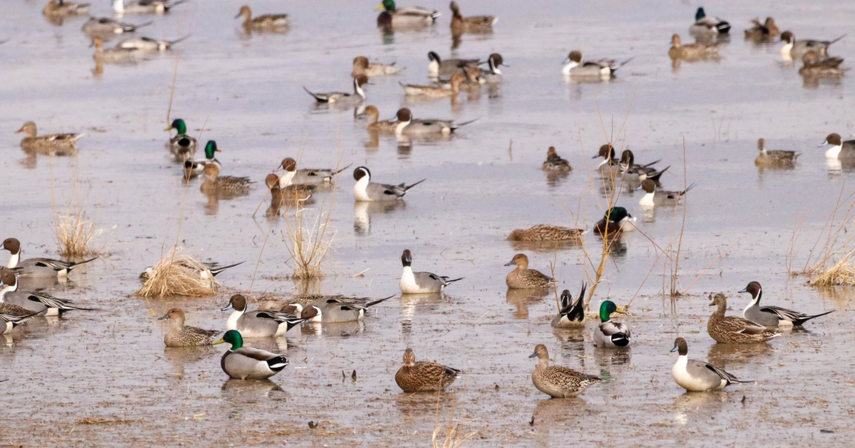 Federal Duck Stamp U.S. Fish Wildlife Service